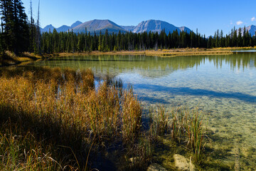 Obraz premium Marshy edge of Mud Lake reflects surrounding forest and mountains, with tall reeds in foreground 