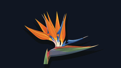 Exotic Bird of Paradise Flower Tropical Bloom Isolated on Dark Background © Mucher