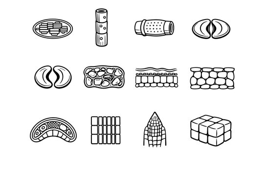 Vascular guard pair image icon sieve cell generation vector simple mesophyll strip