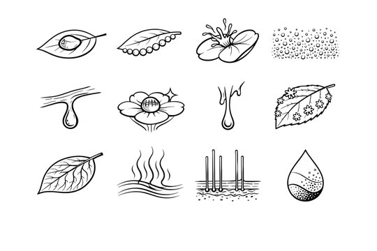 Simple moisture leaf image generation water crystal vector sap condensation vein flow