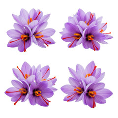 Obraz premium Four purple saffron flowers with orange stamens isolated on transparent background