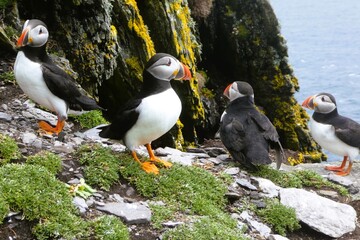 Fototapeta premium A group of atlantic puffins (Fratercula arctica) gather near a rock wall on Skellig Michael UNESCO World Heritage Site, Skellig Islands, Ireland