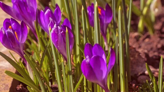 Flower border with spring vibrant purple crocus and snowdrop flowers in a sunlit spring garden, conveying renewal, freshness and early-season beauty in a natural outdoor setting.