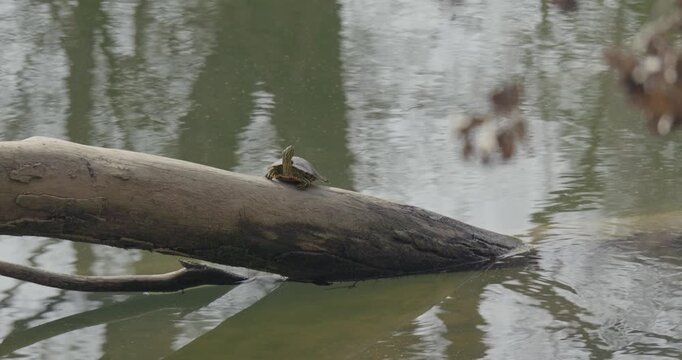 Small turtle basking on a fallen log