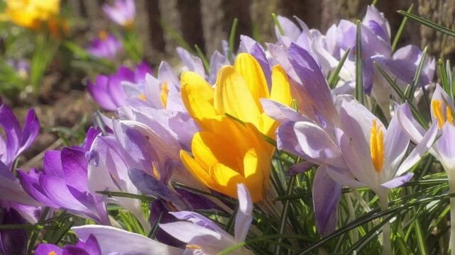 Bright yellow and purple crocus flowers bloom among green grass and sunlit soil, evoking spring renewal, warmth and delicate beauty in a close-up garden scene.
