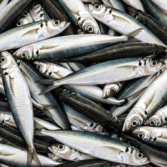 Obraz premium Fresh catch of small silver fish with dark backs