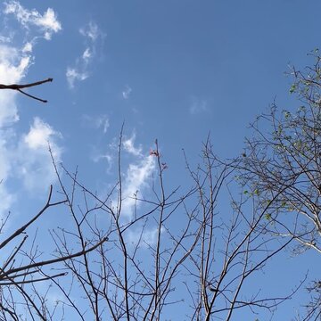 tree in the sky