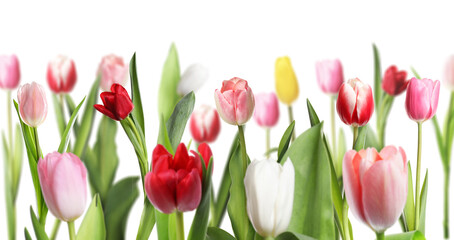 Obraz premium Colorful tulip flowers on white background. Spring season