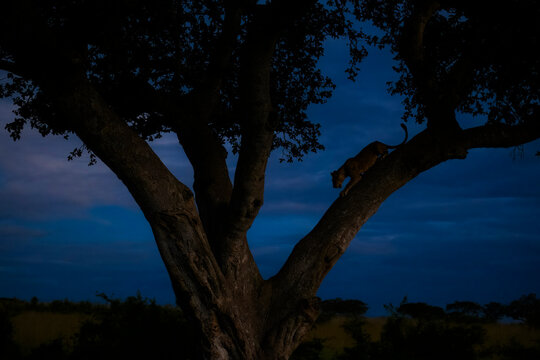 Majestic Lion Climbing out of  Tree Captured at Twilight - Wildlife Photography in the Serengeti