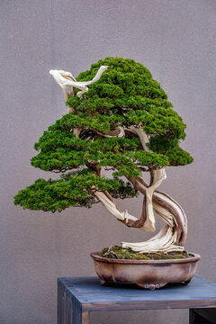 Discover the Art of Bonsai: Captivating Twisted Trunk and Lush Foliage for a Serene Display