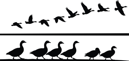 Black silhouettes of wild geese flying in formation and walking in a line on a white background for vector nature illustration and wildlife design projects. © MstRupali