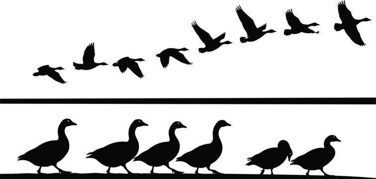 Black silhouettes of wild geese flying in formation and walking in a line on a white background for vector nature illustration and wildlife design projects.