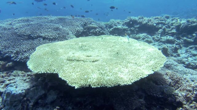 慶良間諸島