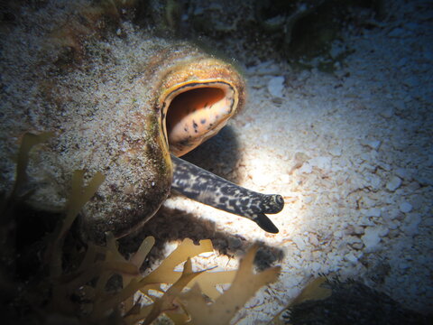 Fighting conch extending eyestalk from shell on sandy seabed