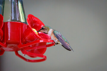 Fototapeta premium Rufous Hummingbird at Feeder