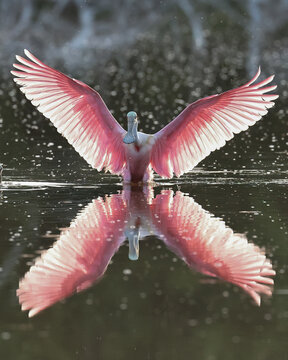 Gorgeous Roseate Spoonbill Landing in Calm Water Reflection Florida Everglades 