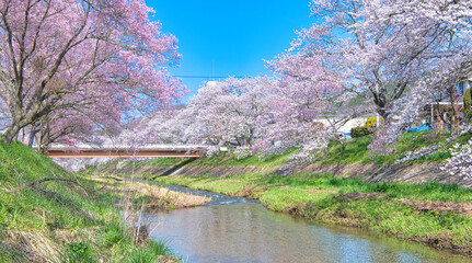 福島県石川郡石川町　満開の桜と今出川
