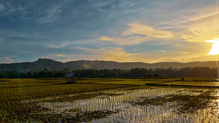 Obraz premium Beautiful Green Rice Field Landscape with Traditional Wooden Hut