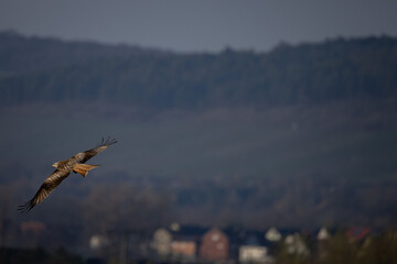 Obraz premium Red kite (Milvus milvus) flying over rural landscape – bird of prey in natural habitat
