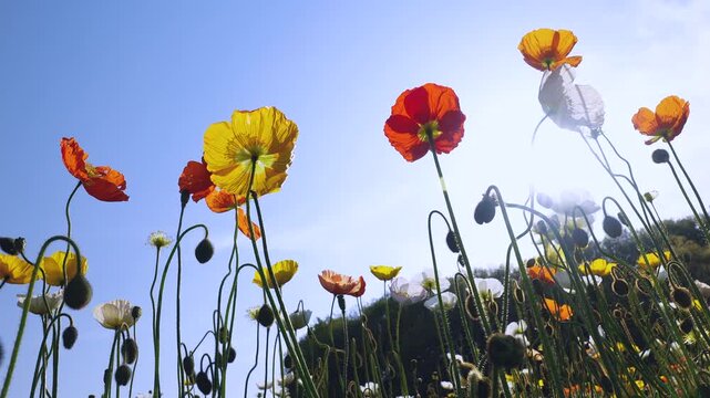 Backlit colorful poppy field filmed from a low angle in slow motion.
