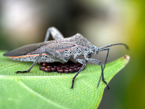 Close up of leaf-footed bugs (family Coreidae),bugs and their eggs