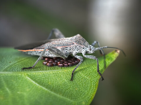 Close up of leaf-footed bugs (family Coreidae),bugs and their eggs