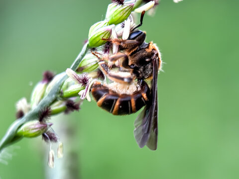 Close up of bee sucking flower nectar, Orange-legged Furrow Bee (Halictus rubicundus)
