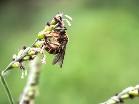 Close up of bee sucking flower nectar, Orange-legged Furrow Bee (Halictus rubicundus)