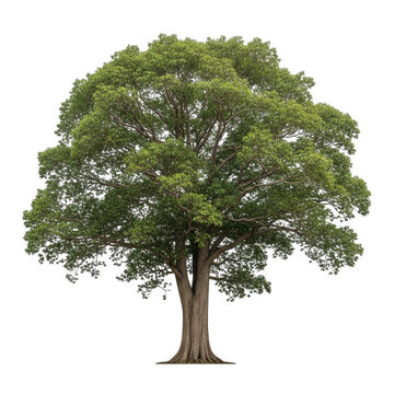 A large tree with a thick trunk and green leaves isolated on transparent background