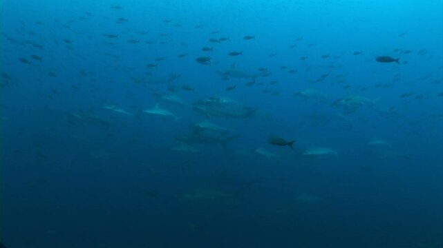 シュモクザメの群れ