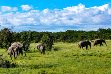 Herd of African elephants crossing the open savanna in Kenya safari landscape © Ryan