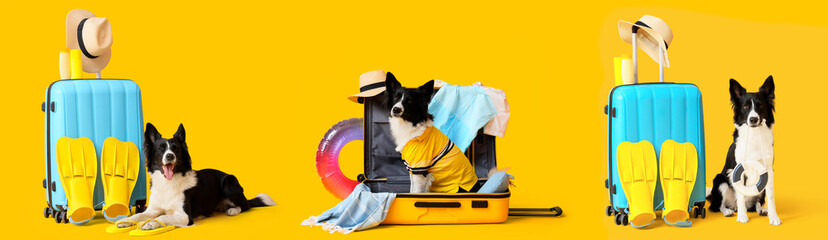 Collage of cute Border Collie dog with travel and beach accessories on yellow background © Pixel-Shot