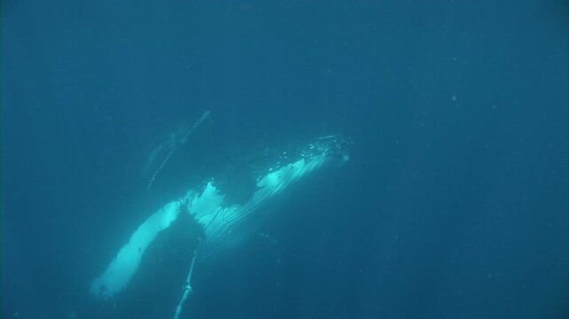 母クジラと子クジラ