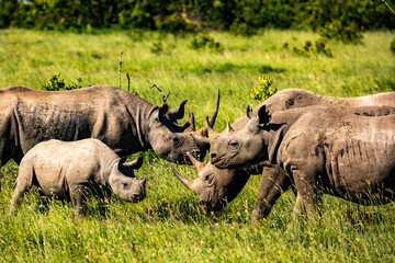 Obraz premium Rhinos in the Savanna, Kenya Safari