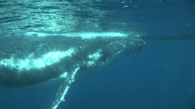 雄大に水中を泳ぐザトウクジラアップ