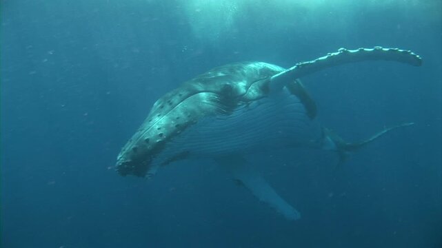 回転しながら水中を泳ぐザトウクジラアップ