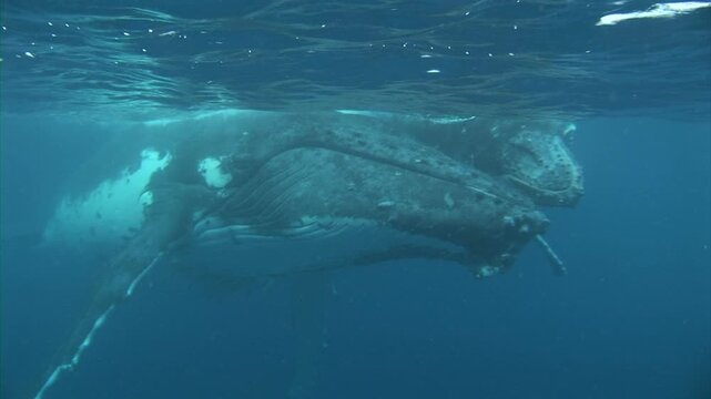 正面やや右から見た母クジラと子クジラ