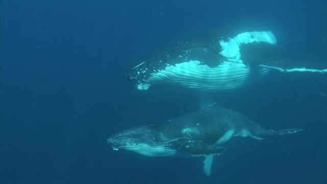 母クジラと子クジラ