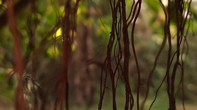 Cinematic Hanging Tree Roots in Forest with Soft Bokeh Background, Moody Nature Scene, Tropical Woodland Atmosphere, Abstract Organic Texture, Peaceful Environmental 4K Footage