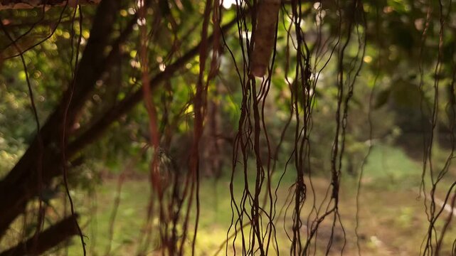 Cinematic Hanging Tree Roots in Forest with Soft Bokeh Background, Moody Nature Scene, Tropical Woodland Atmosphere, Abstract Organic Texture, Peaceful Environmental 4K Footage