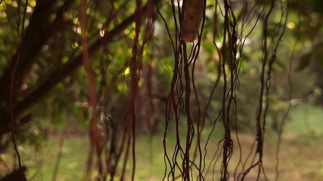 Cinematic Hanging Tree Roots in Forest with Soft Bokeh Background, Moody Nature Scene, Tropical Woodland Atmosphere, Abstract Organic Texture, Peaceful Environmental 4K Footage