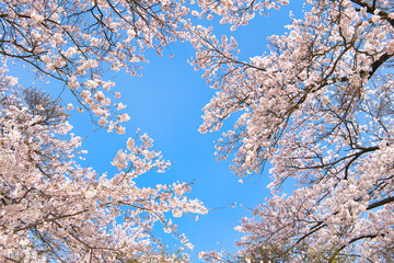 Obraz premium 満開の桜並木