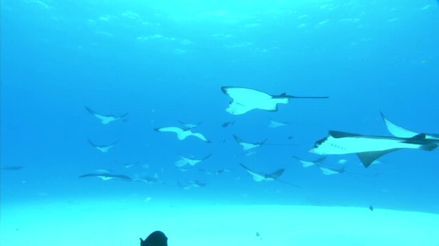 マダラトビエイの群れ