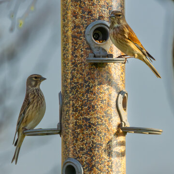 Pair of linnets on a bird feeder. Wildlife of England. Posture like a meerkat 