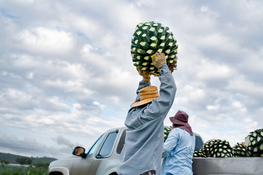 El campesino est&aacute; cargando una planta de agave muy pesada.