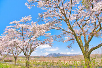 Naklejka premium 栃木県那須塩原市 満開の桜と那須岳の風景