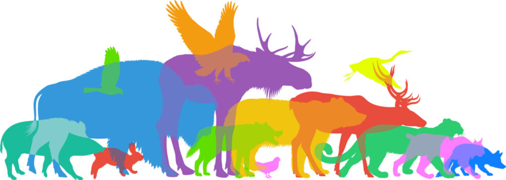 Color vector illustration with woodland animals