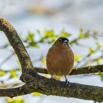 Male chaffinch on a branch with spring buds