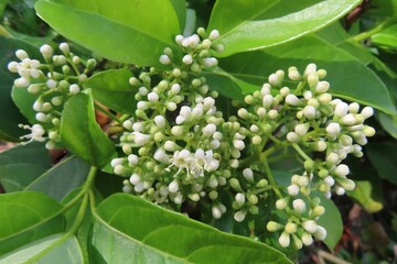 Fototapeta premium Ligustrum vulgare flowers blooming in Florida nature, closeup