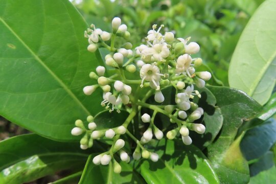 Ligustrum vulgare flowers blooming in Florida nature, closeup